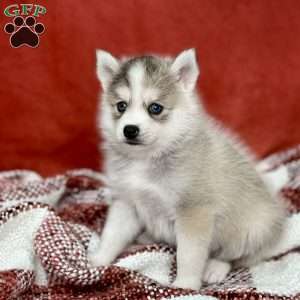 Jasper, Pomsky Puppy