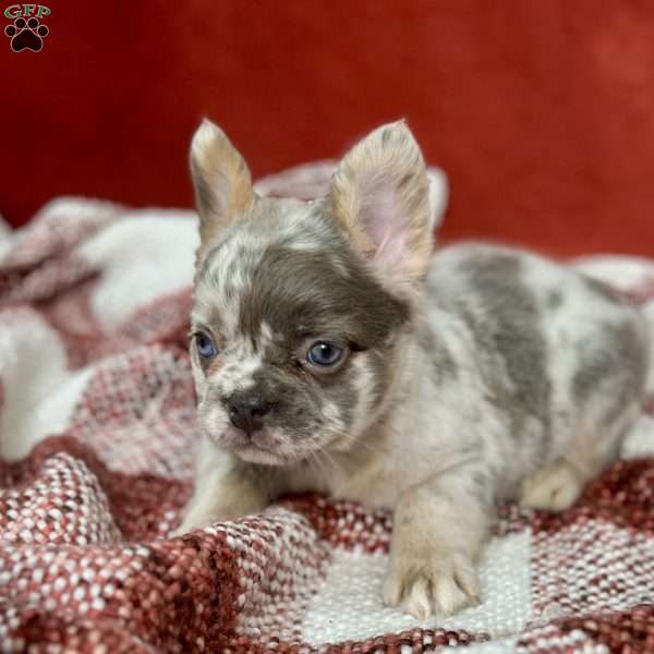 Henri, French Bulldog Puppy