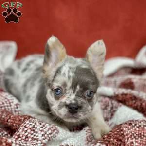 Henri, French Bulldog Puppy