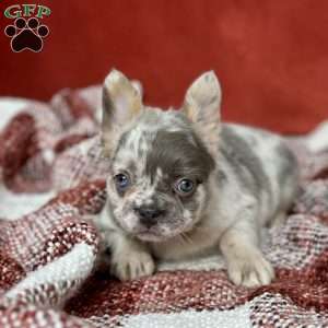Henri, French Bulldog Puppy