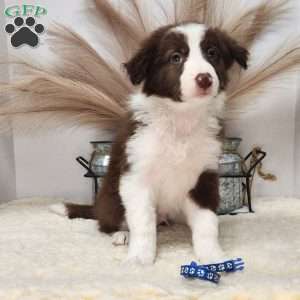 Leo, Border Collie Puppy