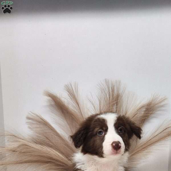 Leo, Border Collie Puppy