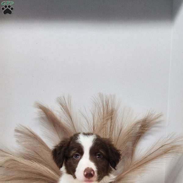 Rocket, Border Collie Puppy