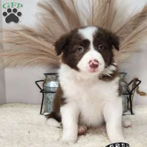 Stormy, Border Collie Puppy