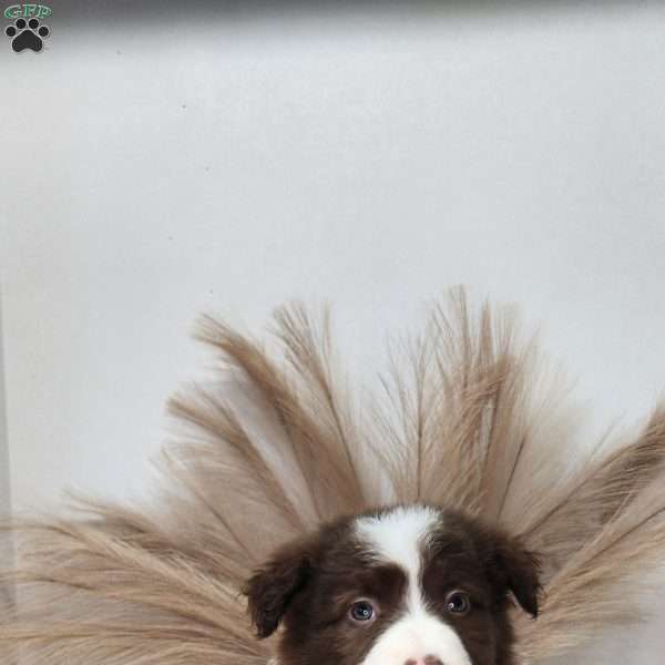 Stormy, Border Collie Puppy