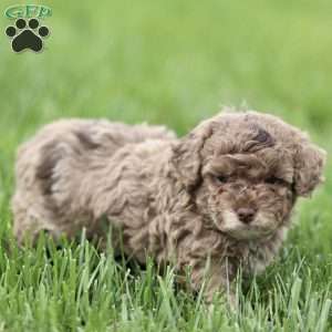 Hailey, Toy Poodle Puppy