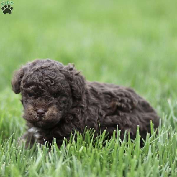 Harley, Toy Poodle Puppy
