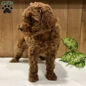 Primrose, Toy Poodle Puppy