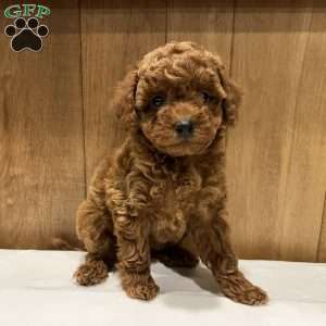 Primrose, Toy Poodle Puppy