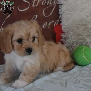Jada, Cavachon Puppy