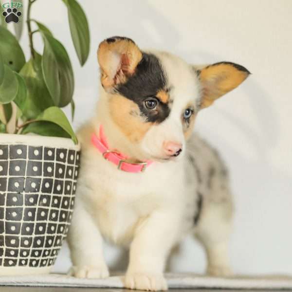 Callie, Pembroke Welsh Corgi Puppy