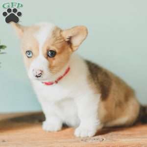 Casey, Pembroke Welsh Corgi Puppy