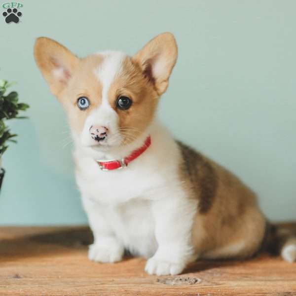 Casey, Pembroke Welsh Corgi Puppy