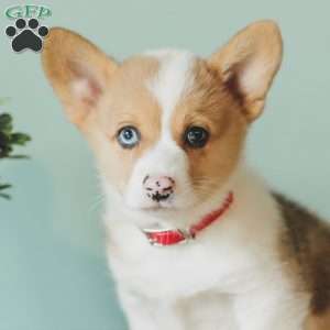 Casey, Pembroke Welsh Corgi Puppy