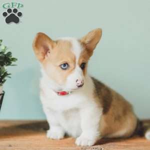Casey, Pembroke Welsh Corgi Puppy