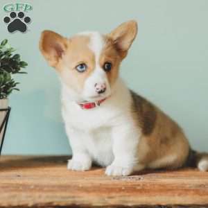 Casey, Pembroke Welsh Corgi Puppy