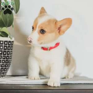 Casey, Pembroke Welsh Corgi Puppy