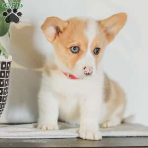 Casey, Pembroke Welsh Corgi Puppy