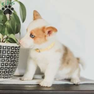 Carter, Pembroke Welsh Corgi Puppy