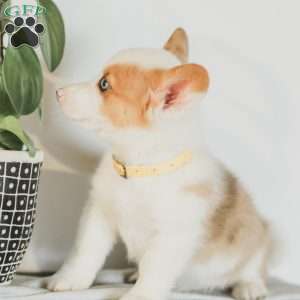 Carter, Pembroke Welsh Corgi Puppy