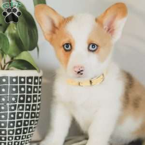 Carter, Pembroke Welsh Corgi Puppy