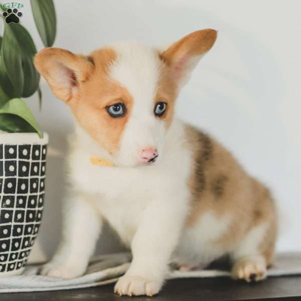 Carter, Pembroke Welsh Corgi Puppy