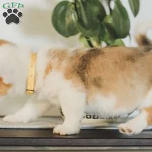 Carter, Pembroke Welsh Corgi Puppy