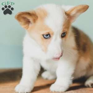 Carter, Pembroke Welsh Corgi Puppy