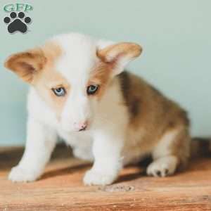Carter, Pembroke Welsh Corgi Puppy