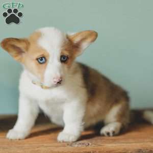 Carter, Pembroke Welsh Corgi Puppy