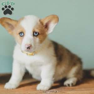 Carter, Pembroke Welsh Corgi Puppy