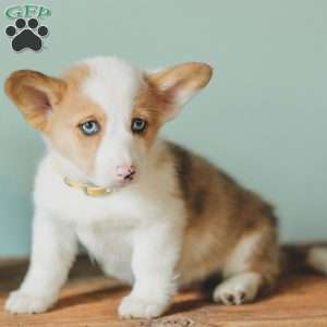 Carter, Pembroke Welsh Corgi Puppy