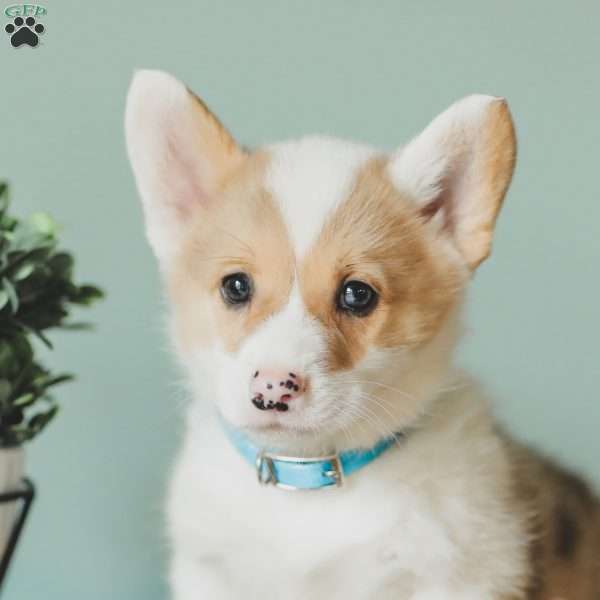 Captain, Pembroke Welsh Corgi Puppy