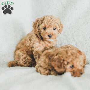 Sadie, Toy Poodle Puppy