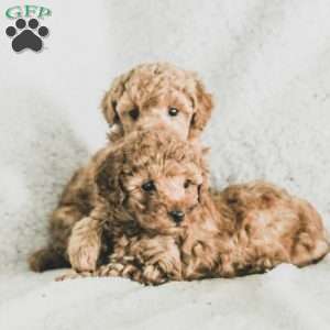 Sadie, Toy Poodle Puppy