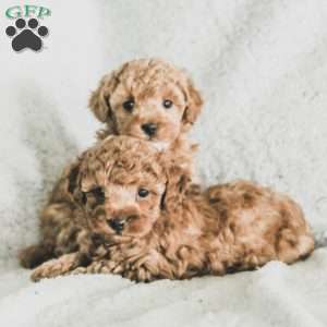 Sadie, Toy Poodle Puppy