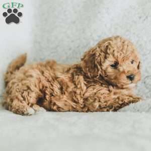 Sam, Toy Poodle Puppy