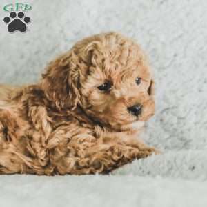 Sam, Toy Poodle Puppy
