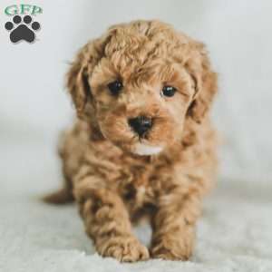 Sam, Toy Poodle Puppy