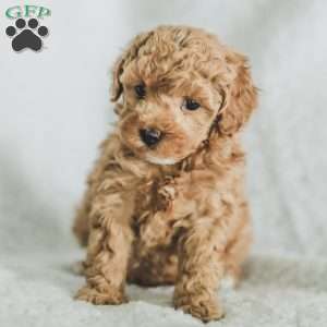 Sam, Toy Poodle Puppy
