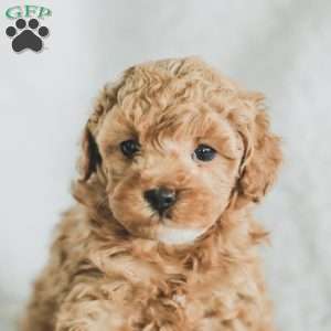 Sam, Toy Poodle Puppy