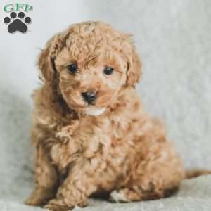 Sam, Toy Poodle Puppy
