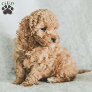 Sam, Toy Poodle Puppy