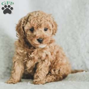 Sam, Toy Poodle Puppy