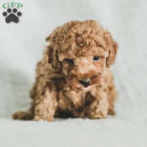 Sadie, Toy Poodle Puppy