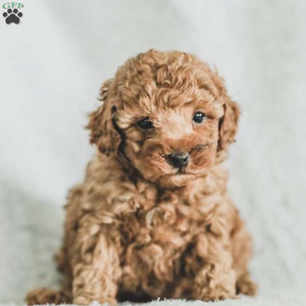 Sadie, Toy Poodle Puppy