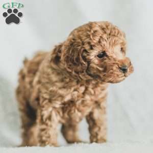 Sadie, Toy Poodle Puppy