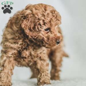Sadie, Toy Poodle Puppy