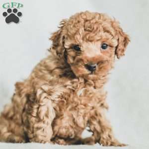 Sadie, Toy Poodle Puppy
