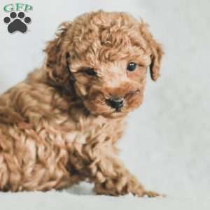 Sadie, Toy Poodle Puppy